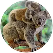 Round Soft Area Rugs for Kids Baby Girls Teen's Room Circle Nursery Rug for Bedroom Living Room Home Decor, Two Koalas Tropical Animals