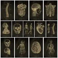 在飛比找蝦皮購物優惠-人體結構解剖系統示意圖醫學宣傳掛圖人體器官心臟骨骼圖