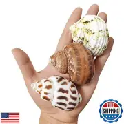 3 PCS Hermit Crab Shells 2~2.7Inch Natural Hermit Crab Shells Opening Size 1~