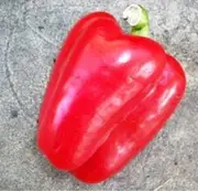 CAPSICUM 'Big Red' seeds