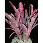 BILLBERGIA 'AFTERGLOW'(日落) 積水鳳梨 水塔屬  觀葉植物 天南星參考