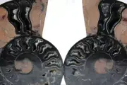 1617 RARE 1in100 BLACK Ammonite PAIR Deep Crystals 110myo FOSSIL LRG 130mm 5.1"