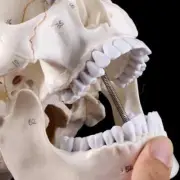 Life Size Human Skull Model Anatomical Anatomy Medical Teaching Skeleton Head