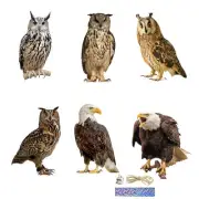 2D Bird Repel Scarecrow Owl Scarecrow Scarer Pendant Decorative Scarer