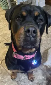 Pet Cat Dog Safety LED 8pcs Clip Buckle Night Light Flashing Collar Pendant