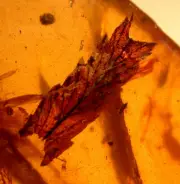 Beautiful Leaf with Larva in Burmite Amber Fossil Gemstone Dinosaur Age