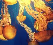 JELLYFISH OCEAN LIFE #2 COMPUTER MOUSE PAD 9 X 7