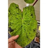 在飛比找蝦皮購物優惠-「植家」Colocasia Mojito/莫吉托水芋/斑葉