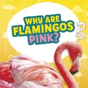 Why Are Flamingos Pink? by Nancy Dickmann Paperback Book