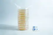 Agar Plates Potato Dextrose Petri dish 10x 90mm