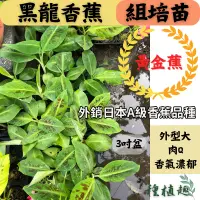 在飛比找蝦皮購物優惠-[種植趣]黑龍香蕉 組培苗 黃金蕉 A級香蕉 外銷品種 香蕉