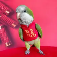 在飛比找ETMall東森購物網優惠-寵物鸚鵡鳥用品虎皮衣服愛情鳥玄鳳八哥衣服 喜慶新年飛行服