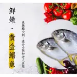 【海鮮7-11】黃金鯧魚(紅衫)  400-500/隻  * 肉質飽滿細緻刺又少 **每隻230元**