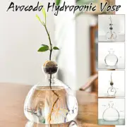 1pcs Glass Vase Transparent Vase Avocado Seed Starters Vase Home Indoor Decor