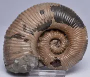 AMMONITE, TROPAEUM JACKII, WALSH RIVER, AUSTRALIA F206