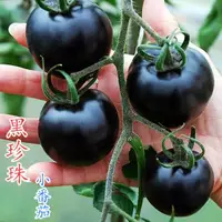 在飛比找蝦皮購物優惠-高產櫻桃番茄種子 黑番茄 聖女果小番茄蔬菜水果 聖女果籽 黑