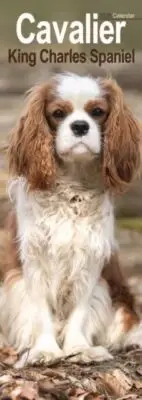 Cavalier King Charles Spaniel Slim Calendar 2025