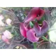 花花世界_季節花卉--紫黑色海芋--**花色亮麗**/5吋盆/高30-40CM/TC