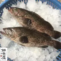 在飛比找博客來優惠-【鮮魚屋】現撈急凍台灣青斑石斑魚450g*6條