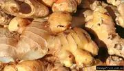 Buy Ginger Plants - Canton, Zingiber officinale