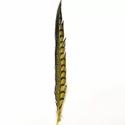 10" to 20" Lady Amherst Pheasant Side Tail Feather - Yellow