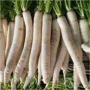 Radish - Mino Early Long White seeds