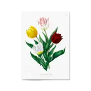 Tulip Botanical Vintage Kitchen Wall Art