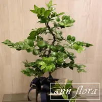 在飛比找momo購物網優惠-【ann flora】竹柏造型盆栽(喬遷開幕居家首選)