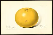 Buy Grapefruit Marshs Seedless Trees (Citrus x paradisi)