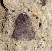 Rare Silurian jawless fish fossil & few oldest know land plant Cooksonia