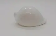 White Egg Shell Cowrie Ovula Ovum Shellfish Mollusks Seashells Sea Collectible 2