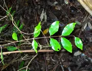 Buy Rose Myrtle Tree - Archirhodomyrtus beckleri