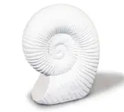 Popcorn White Mollusks Snail