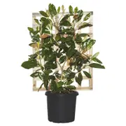 300mm Magnolia Little Gem Espalier - Magnolia grandiflora