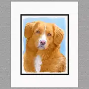 Nova Scotia Duck Tolling Retriever Original Art Print 8x10 Matted to 11x14