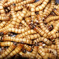 在飛比找蝦皮購物優惠-（飼料）新鮮肥美大麥蟲模型🐛 超級麵包蟲-有機蔬果飼養 10