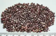 230 Carats Beautiful Natural Color Garnet Crystals Really Nice Quality Lot