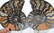 Large Black Ammonite PAIR Deep Crystals 110myo FOSSIL XXL 146mm 5.7" 9623aa