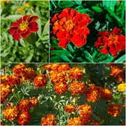 Marigold - Dwarf Double Red Cherry seeds