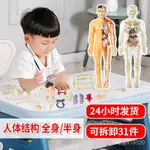 模型益智玩具人體模型兒童STEM認知科敎益智器官組裝骨骼骨架構造廠傢 JXF1