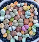RARE Lithops MIX succulent cactus EXOTIC living stone desert rock seed 100Pcs
