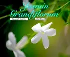 3ml “Jasmin Attar” Sultan Fragrances Exclusive Blend Perfume Oil