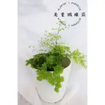 植楽所-鐵線蕨/美葉鐵線蕨5吋盆/觀葉植物/室內植物/綠化植物/空氣清淨