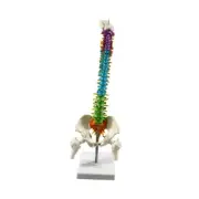 Human Skeleton Spine Model for Educational Tool Classroom Teaching Supplies