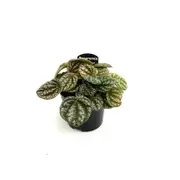 95mm Peperomia Burbella PBR