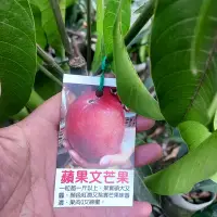 在飛比找Yahoo!奇摩拍賣優惠-百果種苗園※蘋果文芒果※芒果特價350清空地便宜賣