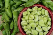 BROAD BEAN 'Coles Dwarf' seeds - 15+ seeds packet