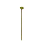 [James Lane] Lotus Pod Stem - 74cm