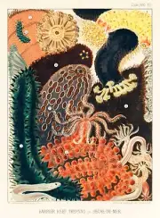 12789.Poster print.Room Wall design.1893 Great Barrier Australian Reef.Cucumber
