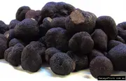Buy Truffle - Black Host Tree Quercus robur - Tuber melanosporum